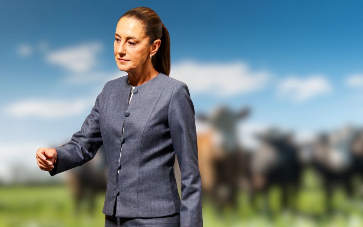 Sheinbaum asegura ‘no hay fecha’ para reanudar exportaciones de ganado a EU