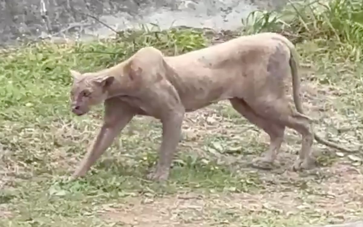 Video | Captan a puma cazar a gato en zona residencial de Monterrey