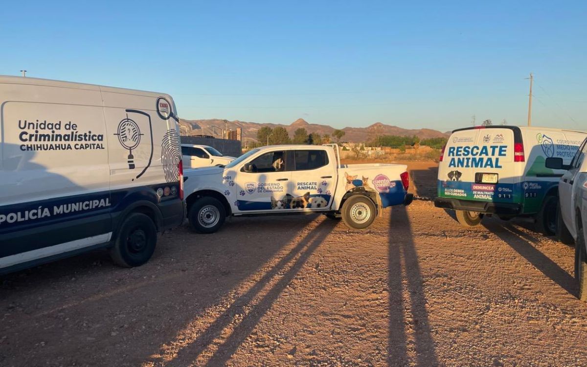Perros mueren sumergidos en chapopote en Chihuahua; autoridades investigan